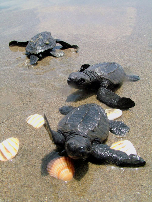 BabyTortugas