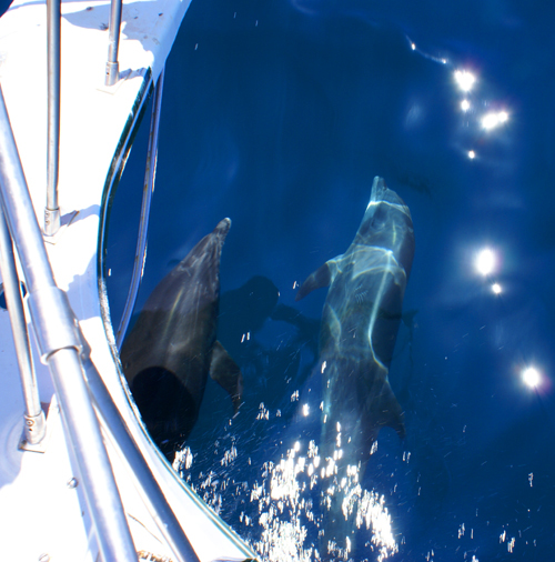 Dolphins_and_Boat