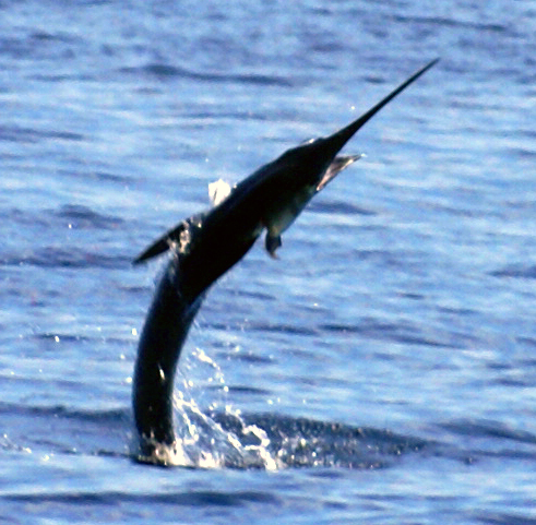 Marlin_Jumping