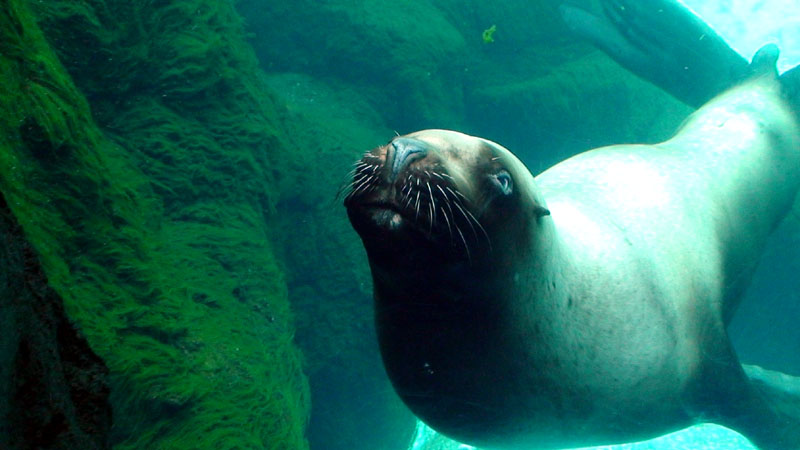 Sea_Lion