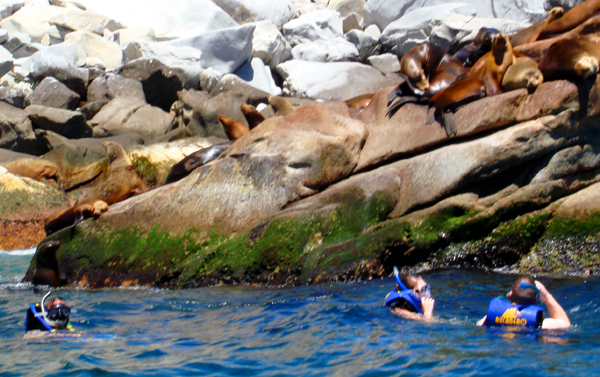 sea_lion_cabo_pulmo